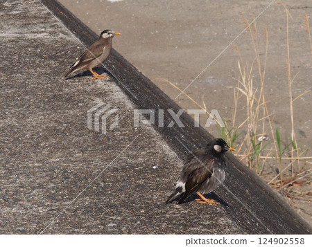 「風好大！」 「我們在這裡很好…」（兩隻椋鳥棲息在河岸上，凝視著鏡川） 124902558