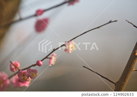 早春的綠色中心 早春的綠色中心 124902633