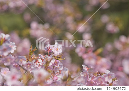 Green Center in early spring 124902672