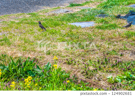 Yokohama cityscape, Japan. Starlings seen in Yokohama city 124902681