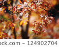 Red of wild cherry blossoms 124902704