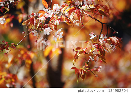 Red of wild cherry blossoms Red of wild cherry blossoms 124902704