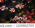 Red of wild cherry blossoms 124902705