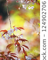 Red of wild cherry blossoms 124902706