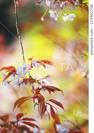 Red of wild cherry blossoms 124902706