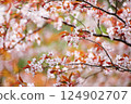 Red of wild cherry blossoms 124902707