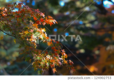 Dec 4 2024 Vibrant Autumn Foliage with Crimson Orange Dec 4 2024 Vibrant Autumn Foliage with Crimson Orange 124902753