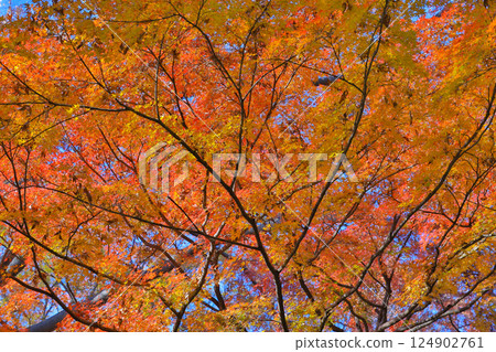 Foliage of Trees with Bright Orange and Yellow Leaves Dec 4 2024 Foliage of Trees with Bright Orange and Yellow Leaves Dec 4 2024 124902761
