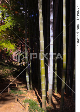 Dense Bamboo Forest with Lush Foliage and Sunshine Dec 4 2024 Dense Bamboo Forest with Lush Foliage and Sunshine Dec 4 2024 124902762
