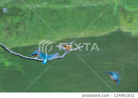 四隻翠鳥在一根樹枝上一起飛翔 124902832