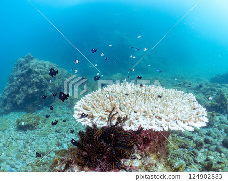 Bleached coral and schools of juveniles of the two-striped Ryukyu damselfish and three-spotted damselfish. Nakagi Hirizo Beach 124902883
