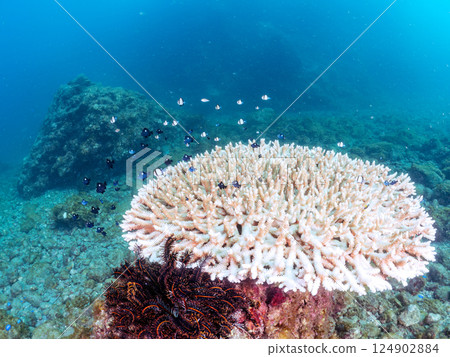 Bleached coral and schools of juveniles of the two-striped Ryukyu damselfish and three-spotted damselfish. Nakagi Hirizo Beach 124902884
