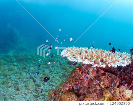 Bleached coral and schools of juveniles of the two-striped Ryukyu damselfish and three-spotted damselfish. Nakagi Hirizo Beach Bleached coral and schools of juveniles of the two-striped Ryukyu damselfish and three-spotted damselfish. Nakagi Hirizo Beach 124902890
