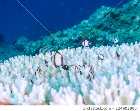Bleached coral and schools of juveniles of the two-striped Ryukyu damselfish and three-spotted damselfish. Nakagi Hirizo Beach 124902906