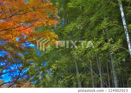 Maple Tree With Red Leaves in a Scenic Natural Setting Dec 4 2024 Maple Tree With Red Leaves in a Scenic Natural Setting Dec 4 2024 124902923