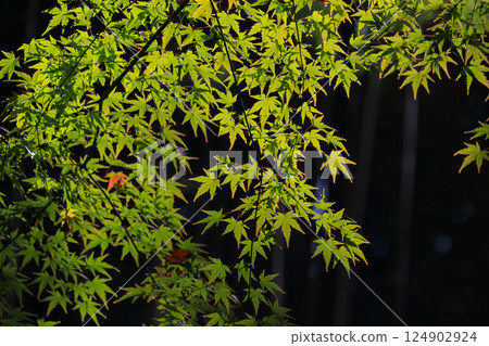 Green Maple Leaves With Shadows Against a Vibrant Blue Sky Dec 4 2024 Green Maple Leaves With Shadows Against a Vibrant Blue Sky Dec 4 2024 124902924