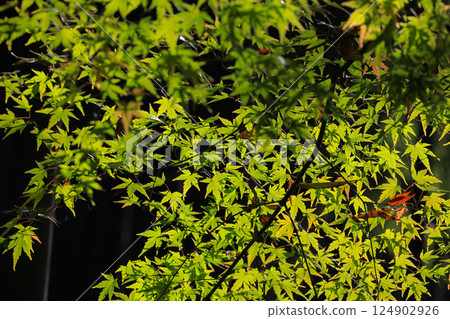 Green Maple Leaves With Shadows Against a Vibrant Blue Sky Dec 4 2024 Green Maple Leaves With Shadows Against a Vibrant Blue Sky Dec 4 2024 124902926