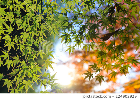 Green Maple Leaves With Shadows Against a Vibrant Blue Sky Dec 4 2024 Green Maple Leaves With Shadows Against a Vibrant Blue Sky Dec 4 2024 124902929