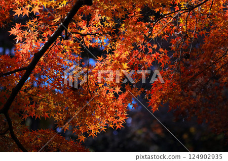 Maple Tree With Red Leaves in a Scenic Natural Setting Dec 4 2024 124902935