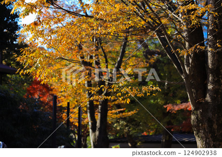 Foliage of Trees with Bright Orange and Yellow Leaves Dec 4 2024 124902938