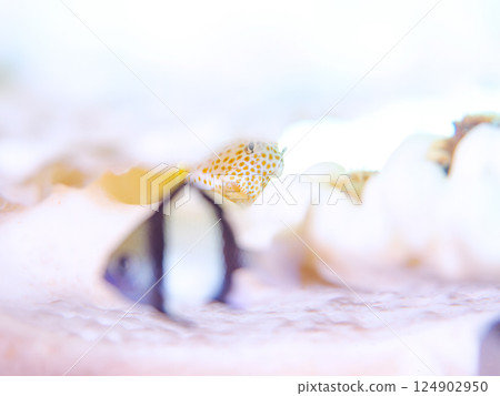 白化的珊瑚、幼年藍鶇魚、雙條紋琉球雀鯛等等。伊豆半島南伊豆町中木埼三海灘 124902950