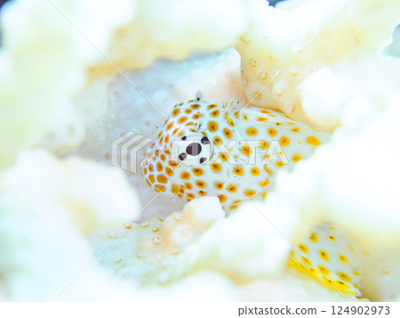 白化的珊瑚和幼年鶇魚。 Hirizohama Nakagi 南伊豆鎮 伊豆半島 靜岡縣 2024 124902973