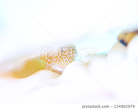 Bleached coral and juvenile blenny fish. Hirizohama Nakagi Minamiizu Town Izu Peninsula Shizuoka Prefecture 2024 Bleached coral and juvenile blenny fish. Hirizohama Nakagi Minamiizu Town Izu Peninsula Shizuoka Prefecture 2024 124902979