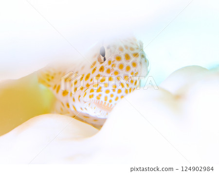 白化的珊瑚和幼年鶇魚。 Hirizohama Nakagi 南伊豆鎮 伊豆半島 靜岡縣 2024 124902984