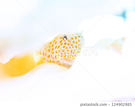 白化的珊瑚和幼年鶇魚。 Hirizohama Nakagi 南伊豆鎮 伊豆半島 靜岡縣 2024 124902985