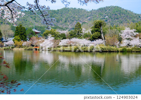 Daikakuji Temple - Osawa Pond in spring 124903024
