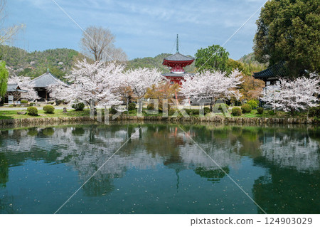 Daikakuji Temple - Osawa Pond in spring 124903029
