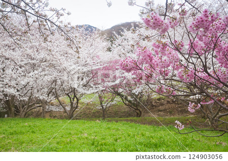 Cherry blossoms in full bloom and spring flowers Cherry blossoms in full bloom and spring flowers 124903056
