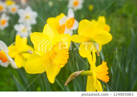 櫻花盛開,春暖花開 櫻花盛開,春暖花開 124903061