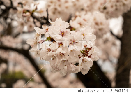 Cherry blossoms, spring scenery, Matsumoto Castle Park 124903134