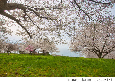 櫻花盛開,春暖花開 櫻花盛開,春暖花開 124903161