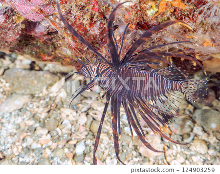 Juvenile black lionfish. Hirizohama Nakagi Minamiizu Town Izu Peninsula Shizuoka Prefecture 2024 124903259