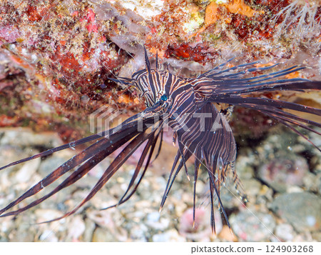 Juvenile black lionfish. Hirizohama Nakagi Minamiizu Town Izu Peninsula Shizuoka Prefecture 2024 Juvenile black lionfish. Hirizohama Nakagi Minamiizu Town Izu Peninsula Shizuoka Prefecture 2024 124903268