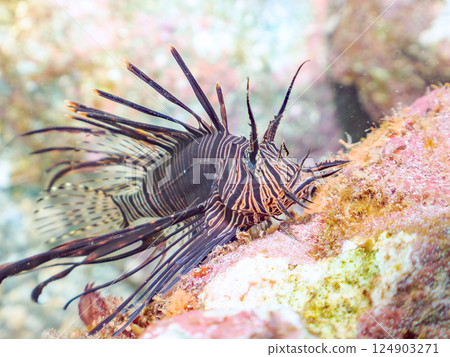 Juvenile black lionfish. Hirizohama Nakagi Minamiizu Town Izu Peninsula Shizuoka Prefecture 2024 Juvenile black lionfish. Hirizohama Nakagi Minamiizu Town Izu Peninsula Shizuoka Prefecture 2024 124903271