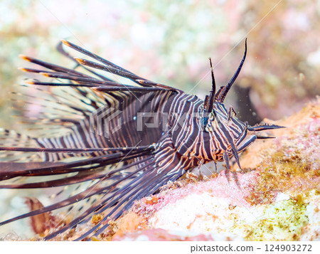 Juvenile black lionfish. Hirizohama Nakagi Minamiizu Town Izu Peninsula Shizuoka Prefecture 2024 124903272