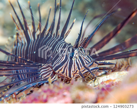 Juvenile black lionfish. Hirizohama Nakagi Minamiizu Town Izu Peninsula Shizuoka Prefecture 2024 124903273
