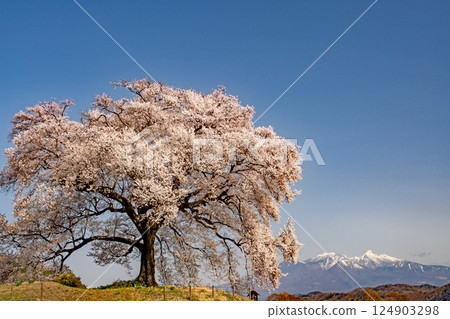 山梨縣韭崎市酪梨的櫻花在湛藍的天空下盛開。 124903298