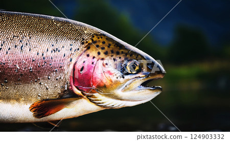 a vibrant trout with distinctive spots and coloration against a dark, blurred background, highlighting the beauty of this freshwater fish, fish in the water 124903332