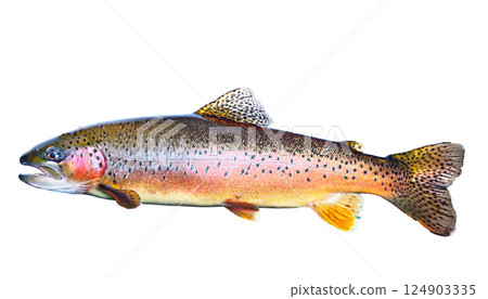 a vibrant trout with distinctive spots and coloration against a dark, blurred background, highlighting the beauty of this freshwater fish, fish in the water 124903335