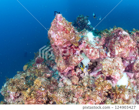 A colony of bleached sea anemones, a family of clownfish, a school of three-spot damselfish (yg), and more. Nakagi Hirizo Beach, Minamiizu Town 124903427