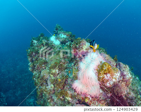 A colony of bleached sea anemones, a family of clownfish, a school of three-spot damselfish (yg), and more. Nakagi Hirizo Beach, Minamiizu Town 124903429