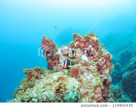 A colony of bleached sea anemones, a family of clownfish, a school of three-spot damselfish (yg), and more. Nakagi Hirizo Beach, Minamiizu Town A colony of bleached sea anemones, a family of clownfish, a school of three-spot damselfish (yg), and more. Nakagi Hirizo Beach, Minamiizu Town 124903430