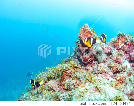 一群白化的海葵、一群小丑魚、一群三斑雀鯛（yg）等等。南伊豆町中木埼三海水浴場 124903435