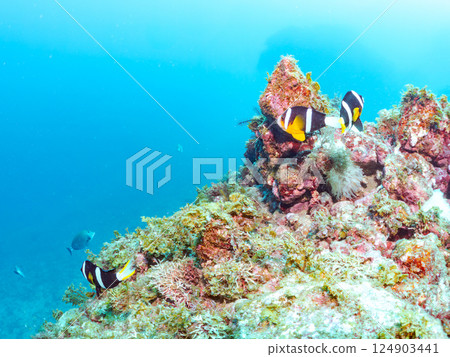 A colony of bleached sea anemones, a family of clownfish, a school of three-spot damselfish (yg), and more. Nakagi Hirizo Beach, Minamiizu Town 124903441