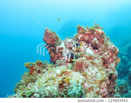 A colony of bleached sea anemones, a family of clownfish, a school of three-spot damselfish (yg), and more. Nakagi Hirizo Beach, Minamiizu Town A colony of bleached sea anemones, a family of clownfish, a school of three-spot damselfish (yg), and more. Nakagi Hirizo Beach, Minamiizu Town 124903442