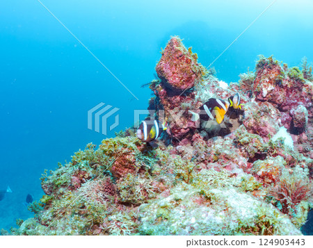 一群白化的海葵、一群小丑魚、一群三斑雀鯛(yg)等等。南伊豆町中木埼三海水浴場 一群白化的海葵、一群小丑魚、一群三斑雀鯛(yg)等等。南伊豆町中木埼三海水浴場 124903443